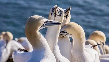 爱游戏体育app-特内里费大胜对手，继续领跑积分榜，特内里费是哪个国家