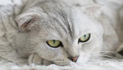 爱游戏官方网站入口登录-世纪之战：经典对抗的“重现”，激发新一波篮球热潮，世纪之战足球