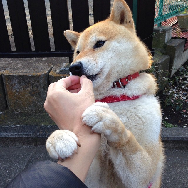 里尔签下国际新星,里尔走出的球星