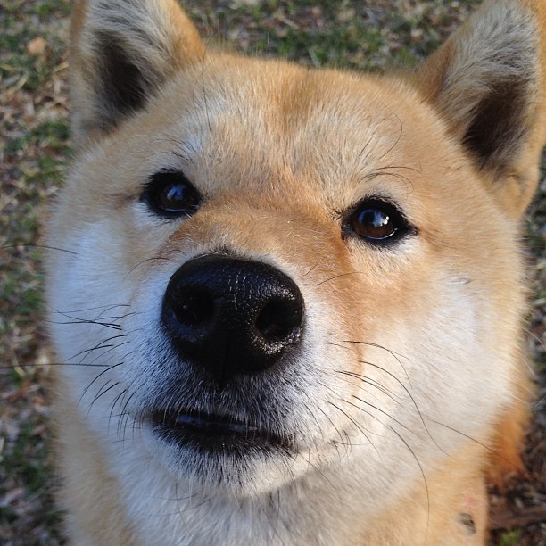国际田径联合会发布最新竞赛标准,国际田径比赛项目