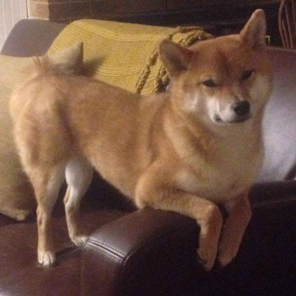 塔图姆失误频发凯尔特人终结连败,凯尔特人塔图姆打中锋可以吗