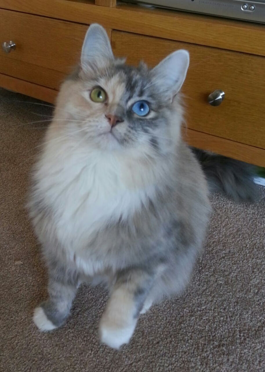 爱游戏体育平台-奇库诺娃200米蛙泳决赛强势冲刺抢眼