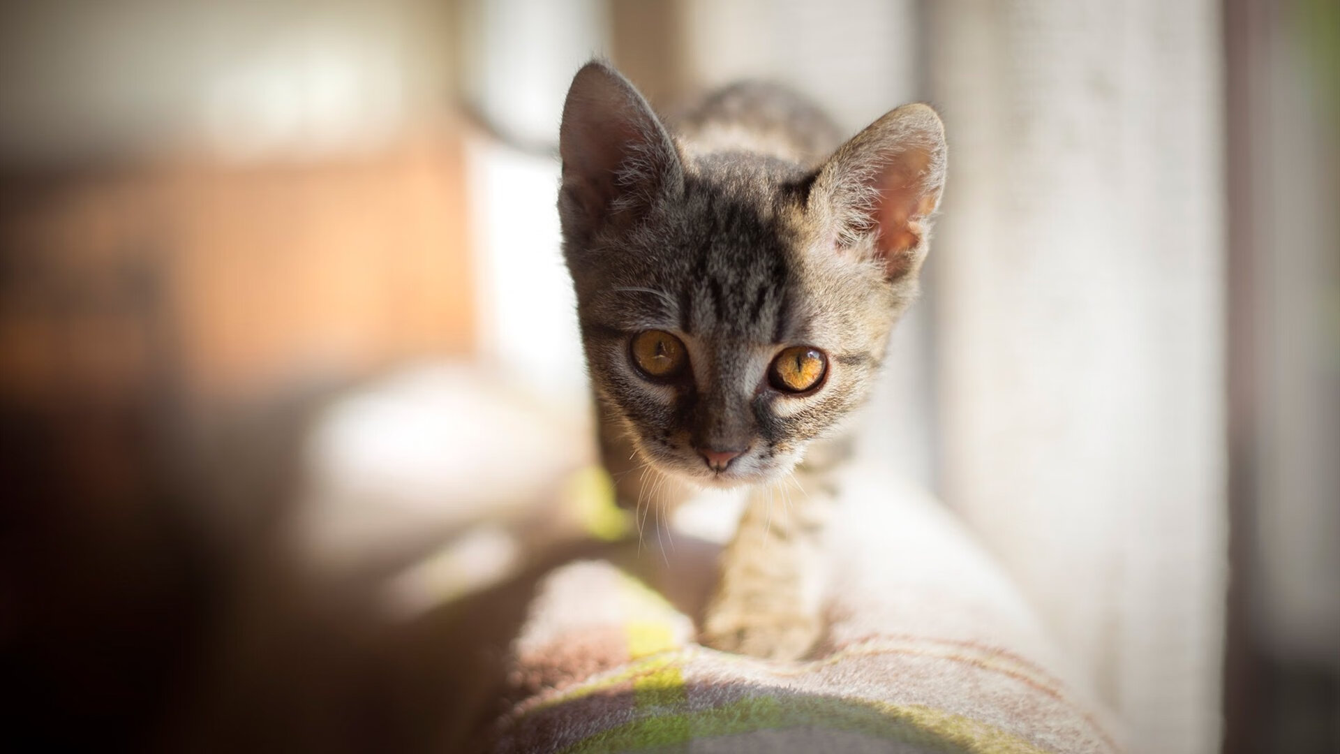 足球运动结合VR虚拟现实体验,带来沉浸式观赛感受,足球vr技术是什么意思